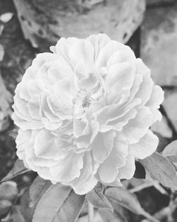 Close-up of flower against blurred background