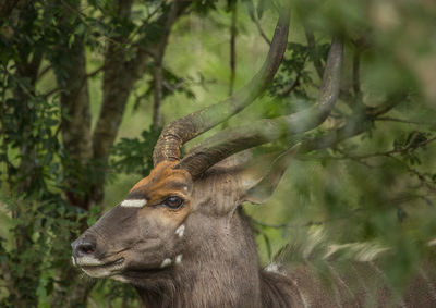 Close-up of deer in forest