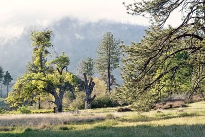 Trees on landscape against sky