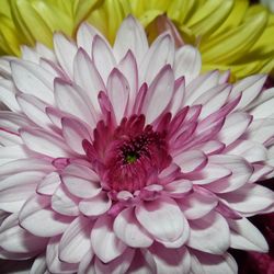 Close-up of pink flower