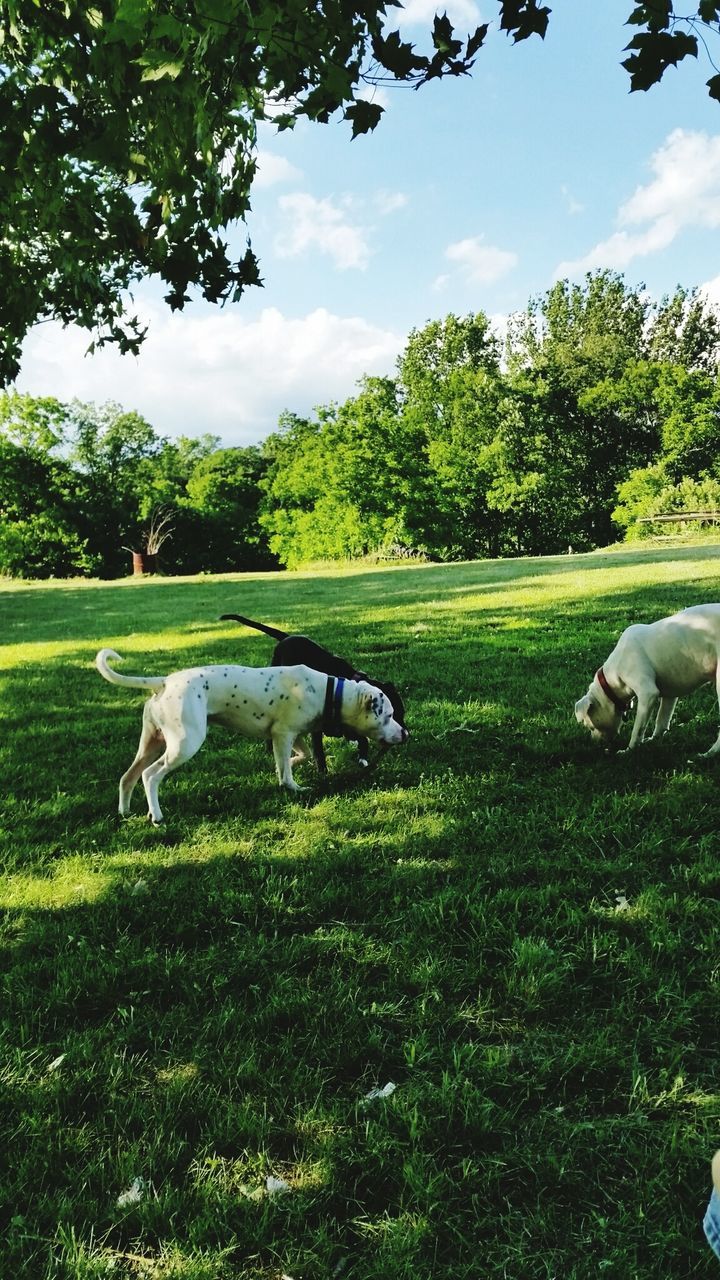 grass, animal themes, green color, domestic animals, tree, grassy, field, mammal, sky, one animal, growth, nature, wildlife, two animals, grazing, pets, bird, cloud - sky, day, park - man made space