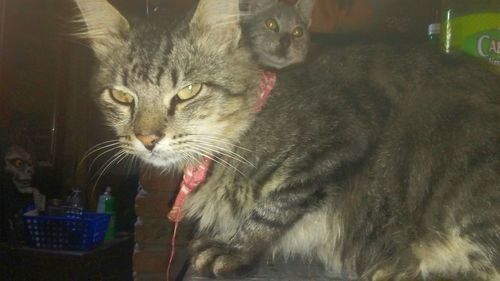 Close-up portrait of a cat drinking water