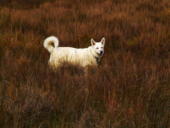 Side view of white shepherd on grassy field