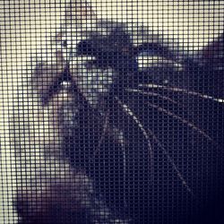 Full frame shot of chainlink fence