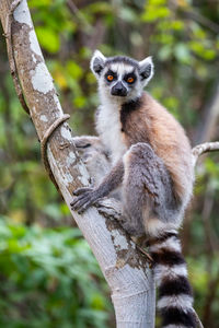 Portrait of squirrel sitting on tree