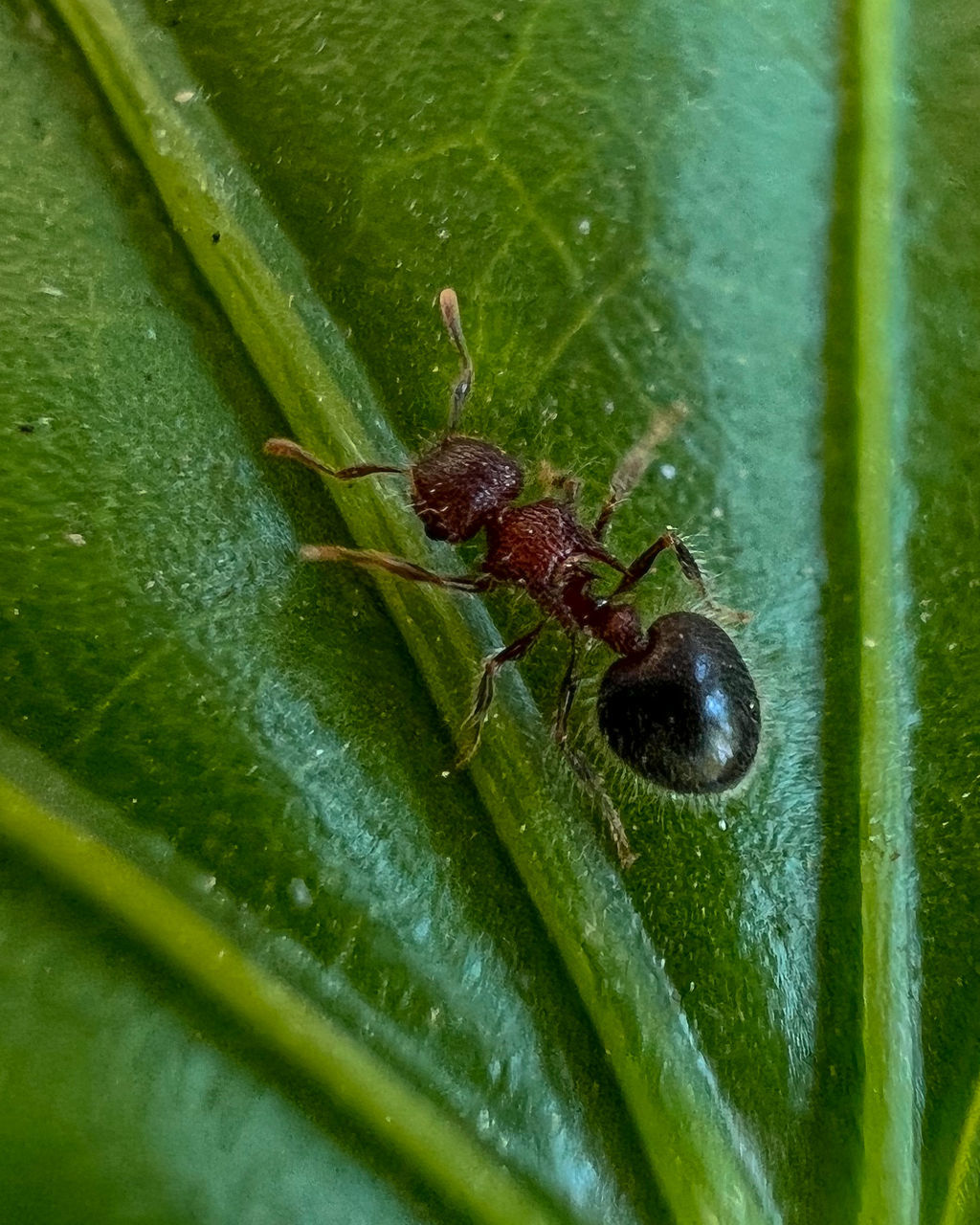 animal themes, animal, green, animal wildlife, wildlife, insect, leaf, plant part, one animal, macro photography, close-up, nature, plant stem, beetle, no people, plant, animal body part, day, outdoors, flower, selective focus, water, zoology, macro, ant