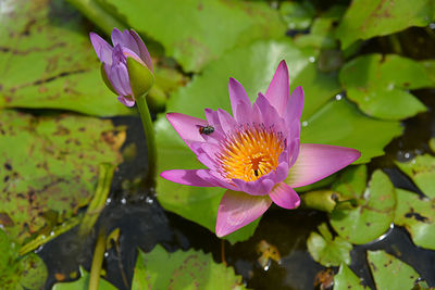 Close-up of water lily in lake