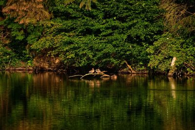 Scenic view of lake in forest