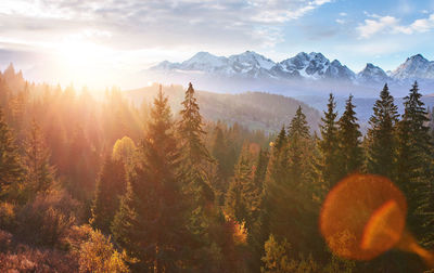 Majestic landscape with forest at spring time. scenery background.