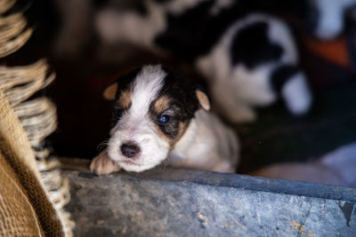 Close-up portrait of puppy