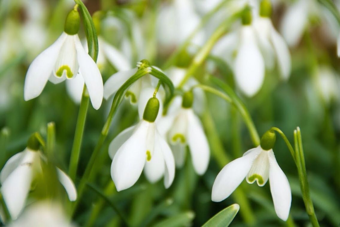 CLOSE-UP OF WHITE FLOWER