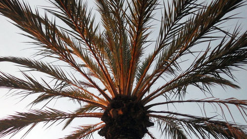 Low angle view of palm tree against sky