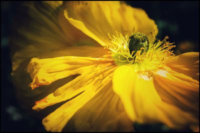 Close-up of yellow flower