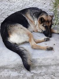 High angle view of dog sleeping on floor