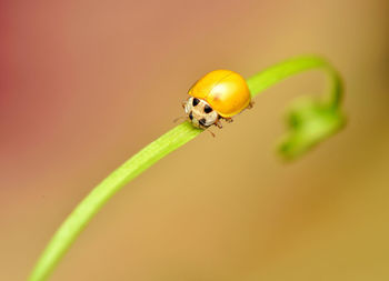 Close-up of insect on plant