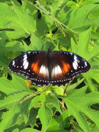 Close-up of butterfly on leaf