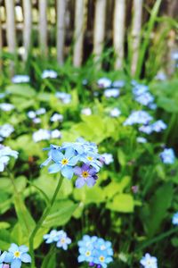 Close-up of flowers blooming outdoors