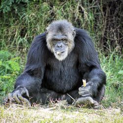 Gorilla eating food while sitting on field