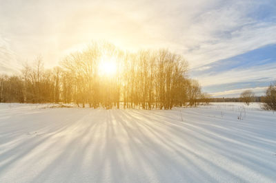 Trees on snow covered field against sky