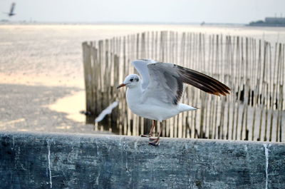 Close-up of seagull on railing