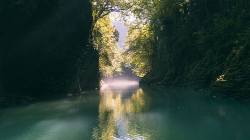 Sunlight streaming through trees in lake