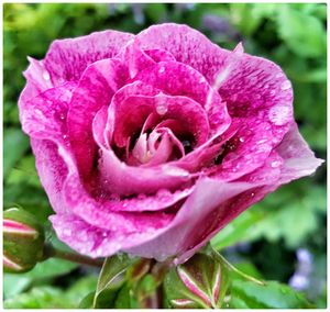Close-up of pink rose