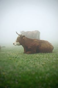 The cow portrait in the meadow