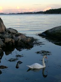 Swan swimming on lake against sky during sunset