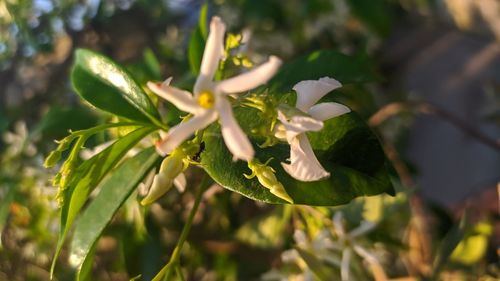 Close-up of flowering plant