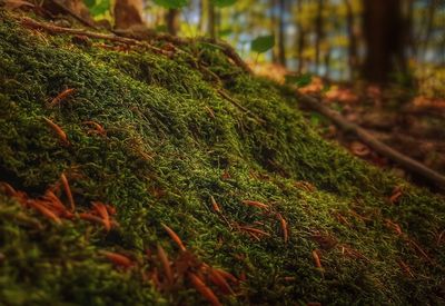 Close-up of grass growing in forest