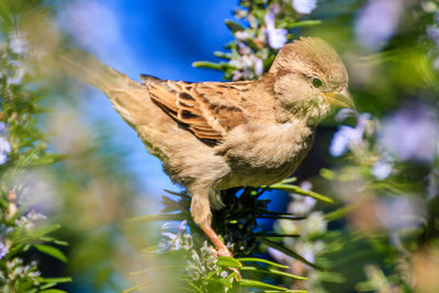 Close-up of bird perching on branch