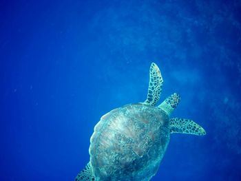 Beautiful green sea turtle in marsa alam, egypt