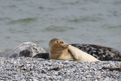 Seals in helgoland