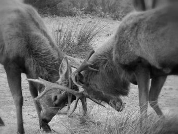 Deer fighting on field