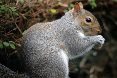 Close-up of squirrel eating