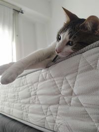 Portrait of cat lying on bed at home