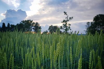 Crops growing on field against sky