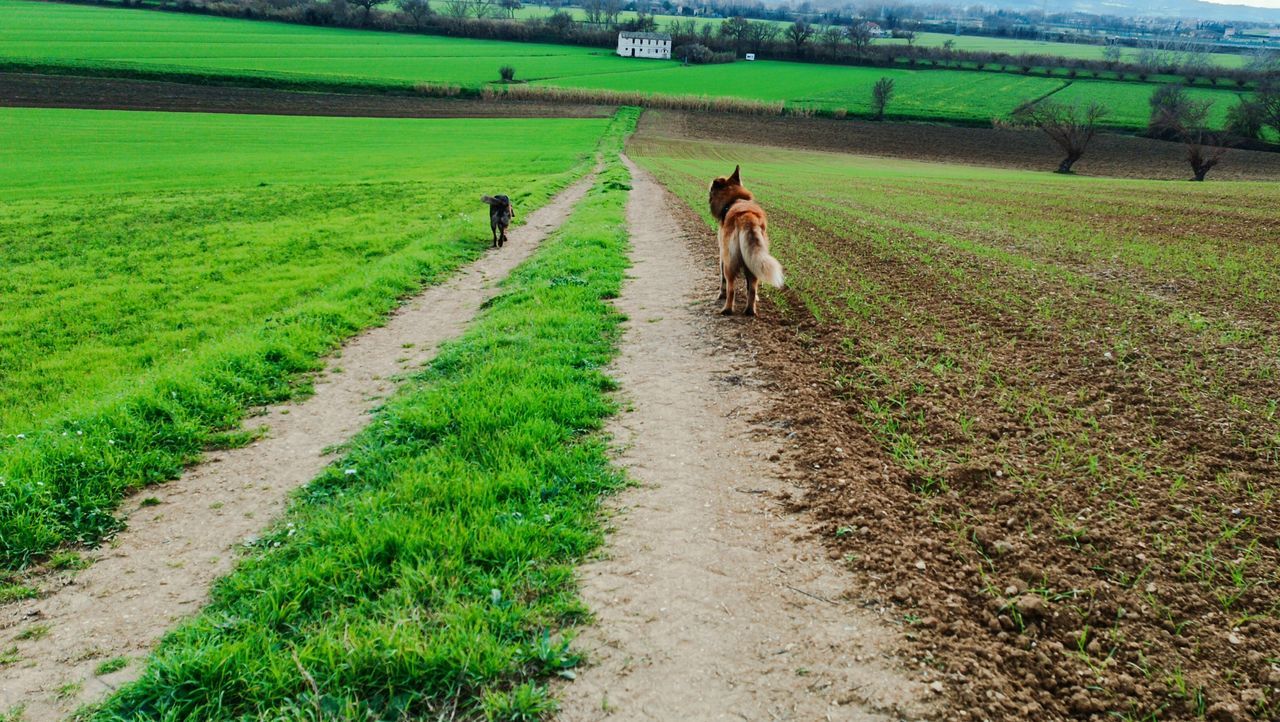 agriculture, field, landscape, plant, rural area, land, rural scene, soil, green, environment, farm, nature, grass, domestic animals, growth, mammal, pet, paddy field, crop, animal themes, animal, grassland, dirt, day, pasture, scenics - nature, meadow, beauty in nature, farmer, walking, one person, one animal, road, outdoors, plantation, adult, canine, occupation, transportation, dog, tranquility, dirt road, tranquil scene, sky, footpath