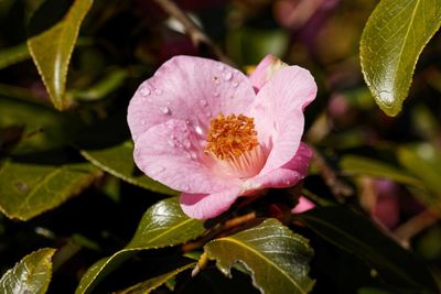 Close-up of pink flowering plant