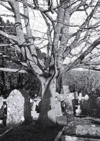 Bare tree in cemetery