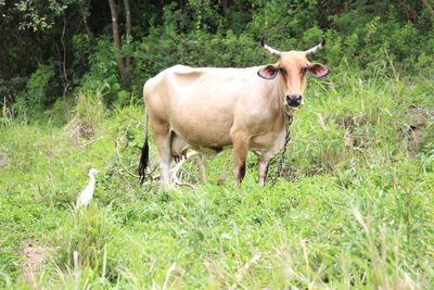 Horse grazing on grassy field