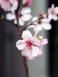 Close-up of pink flowers blooming on tree