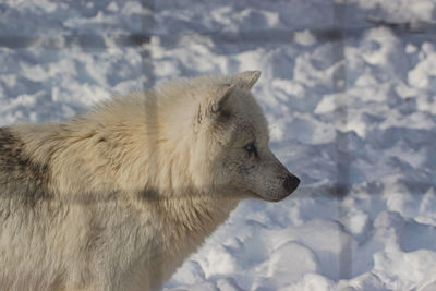 High angle view of a white wolf on snow