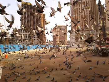 Flock of birds on beach