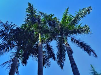 Low angle view of coconut palm tree against blue sky