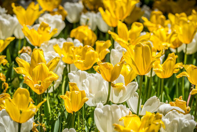 Close-up of yellow tulips