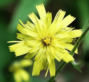 Close-up of yellow flower