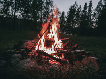 View of fire in forest