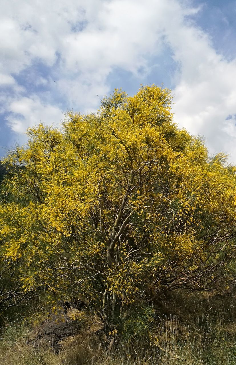 plant, nature, cloud, sky, tree, yellow, leaf, autumn, beauty in nature, growth, no people, flower, grass, sunlight, meadow, day, environment, tranquility, land, outdoors, green, scenics - nature, landscape, hill, prairie, non-urban scene, rural area