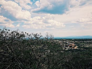 Plants growing on land against sky